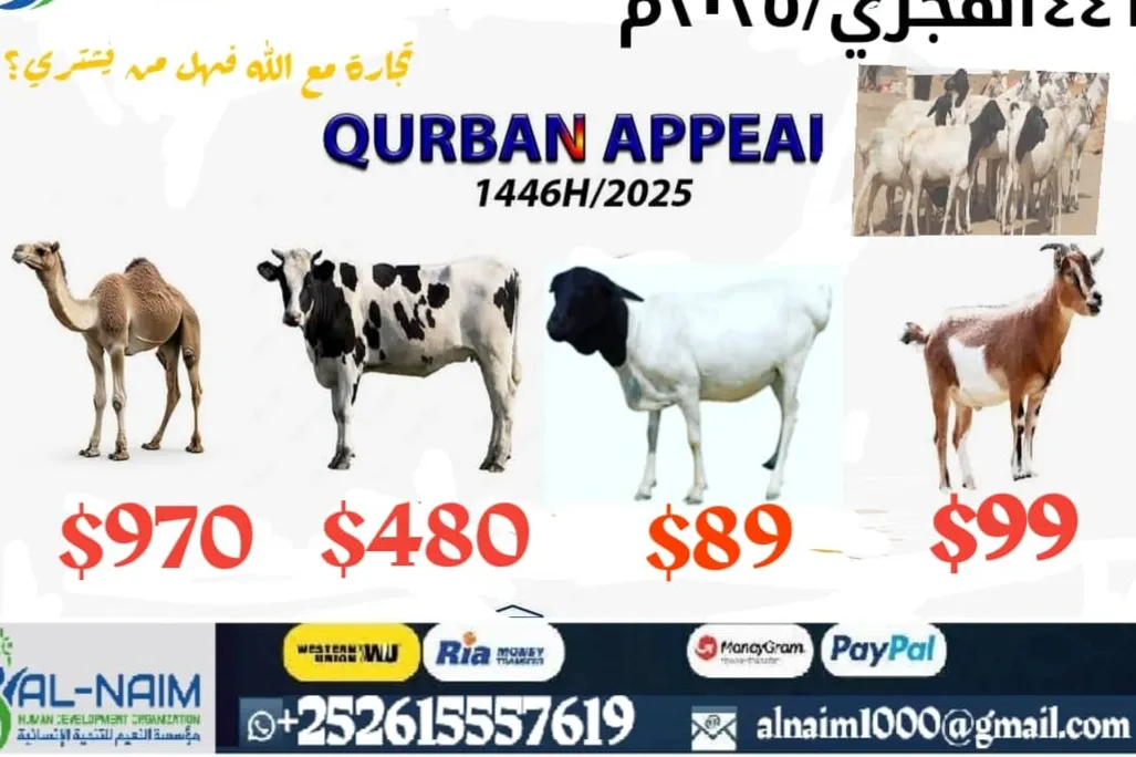 اضاحي العيد 2025م